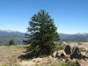 rsz_araucaria_en_batea_mahuida